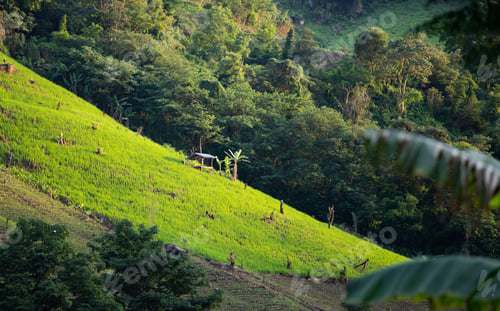 Preview: Beautiful rice fields in Thailand.