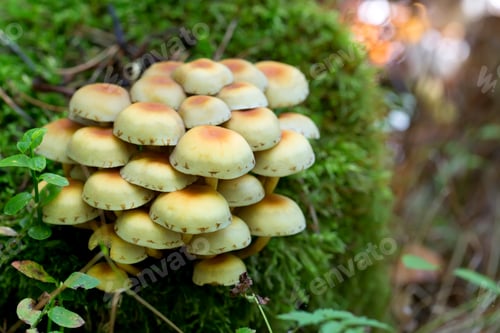Preview: Mushrooms in the forest