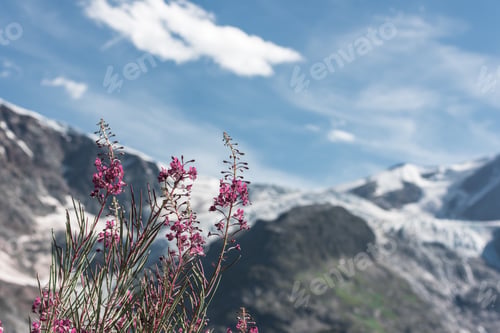 Preview: Swiss Apls with wild pink flowers