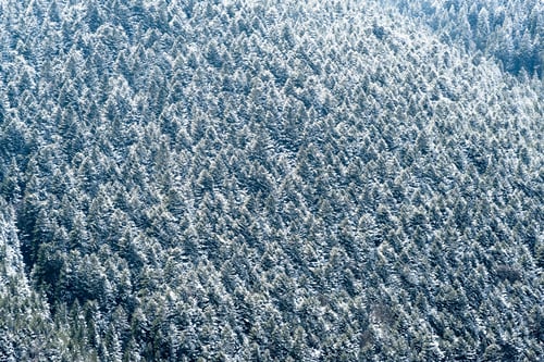 Preview: landscape of a snowy forest