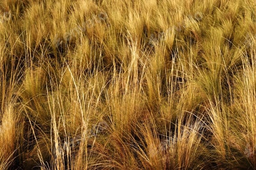 Preview: Natural colors