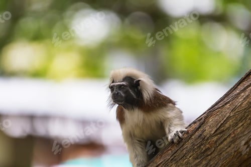 Preview: Tamarin