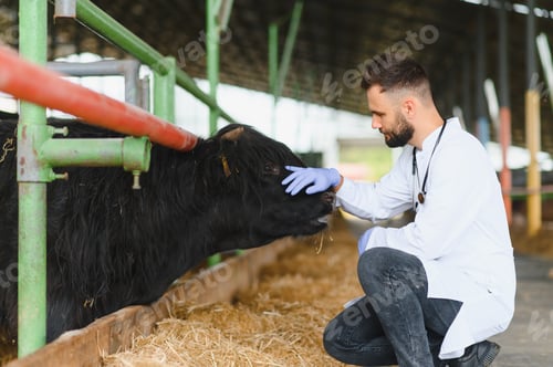 Preview: Veterinarian examining cow in barn, providing medical care on farm