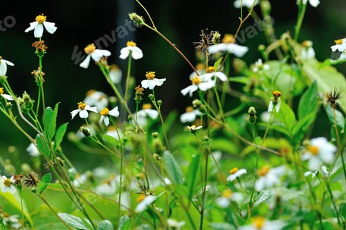 Preview: Beautiful little white bidens pilosa flowers blooming in spring