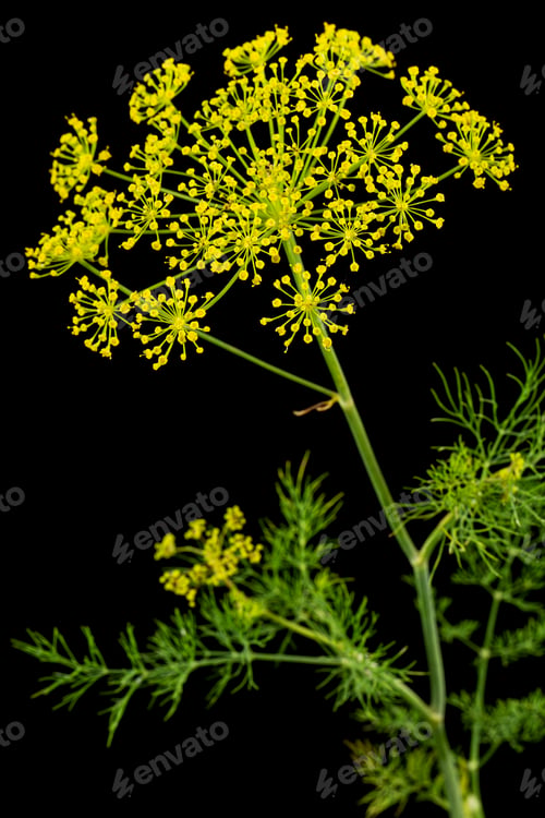 Preview: Umbrella flower of Dill, used in kitchen cooking to flavor, isolated on black background