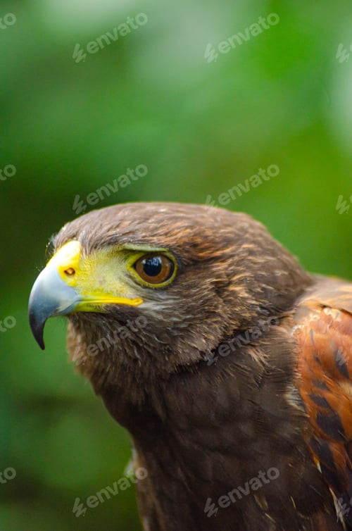 Preview: portrait of a harrris hawk, bird of prey concept. Parabuteo unicinctus