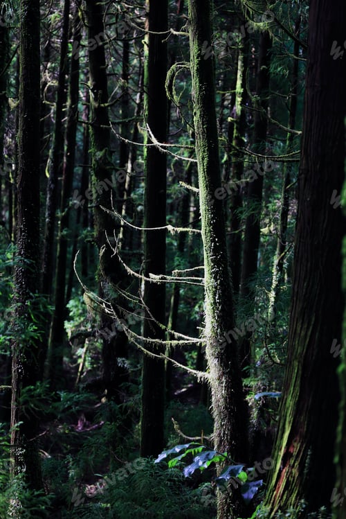 Preview: A dense forest with moss-covered trees and sunlight filtering through.