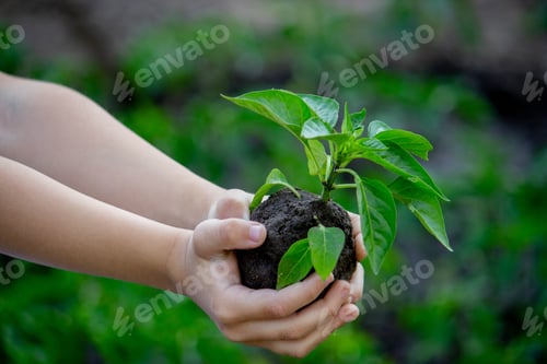 Preview: A child with seedlings in his hands in the garden. Selective focus. people.