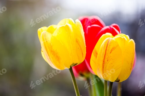 Preview: Beautiful tulips in the garden - close up