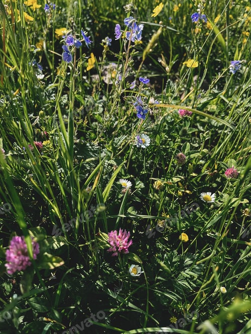 Preview: Beautiful wildflowers and grass in sunny meadow. Tranquil atmospheric summer