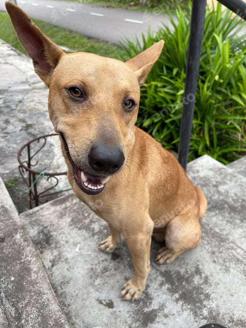 Preview: a brown dog sitting on a brick step in front of a house