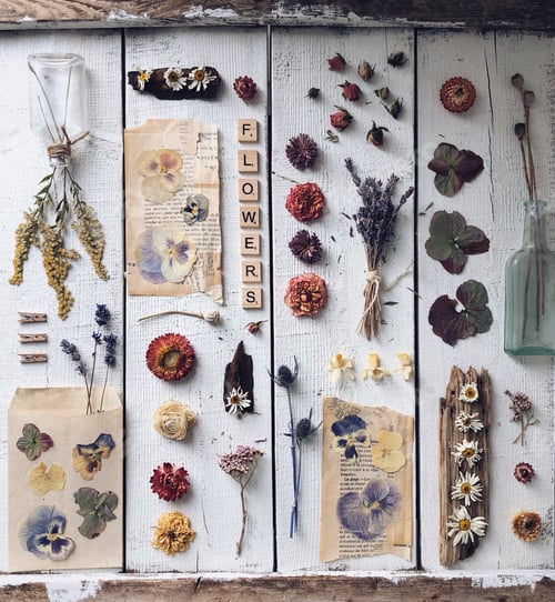 Preview: A collection of dried and pressed flowers