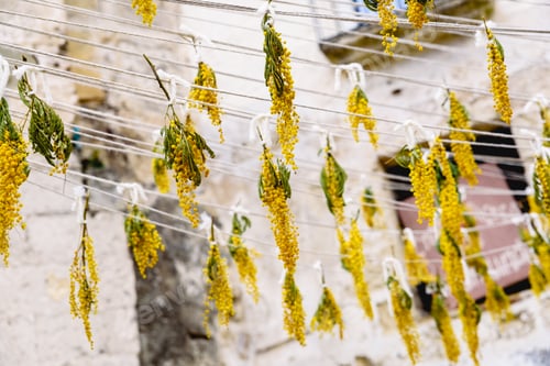 Preview: Dry yellow flowers, hanging on ropes, in the Italian city of Matera.