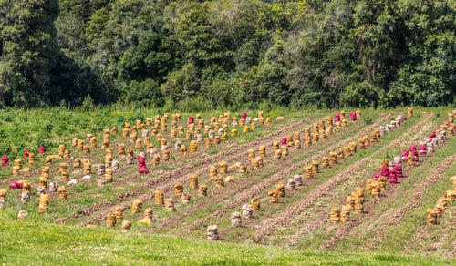 Preview: Organic harvested potatoes in a field