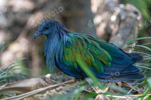 Preview: Closeup of Nicobar pigeon
