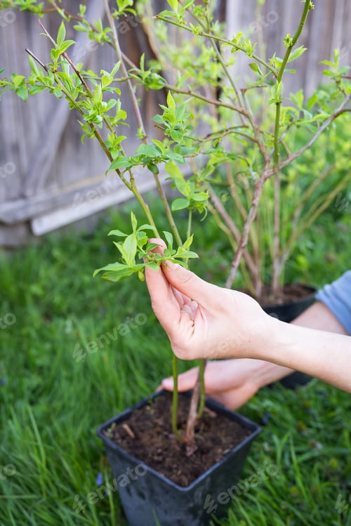 Preview: Planting a new blueberry bush. Gardening on a large scale. Delicious sweet berry.