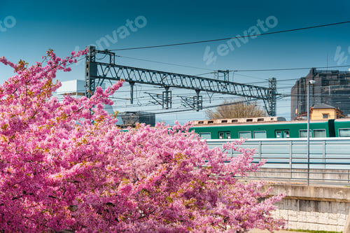 Preview: Cherry blossom or sakura tree blooming with electric train passing in suburban during springtime