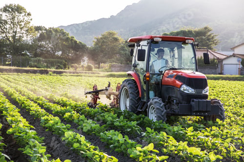 Preview: Japanese farmer driving red tractor through a field of soy bean plants.