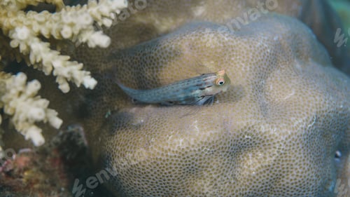 Preview: blenny fish posing in a coral