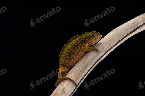 Preview: panther chameleon isolated on black background