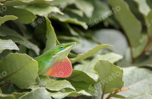 Preview: A green anole with red camouflaged in the green leaves bush background