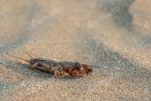 Preview: Mole cricket on the sand