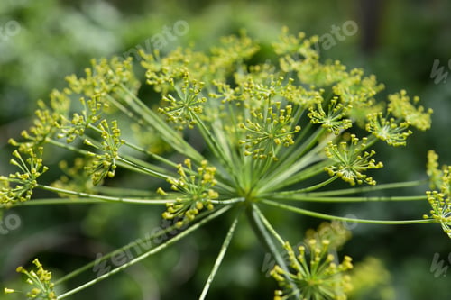 Preview: Somewhat resembling Queen Anne