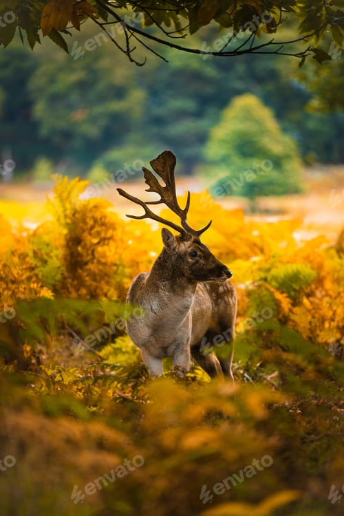 Preview: Vertical shot of the fallow deer amongst autumn trees