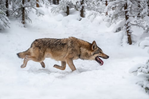 Preview: Gray wolf, Canis lupus in the winter forest