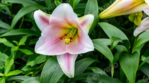 Preview: Pink lily flower in full bloom