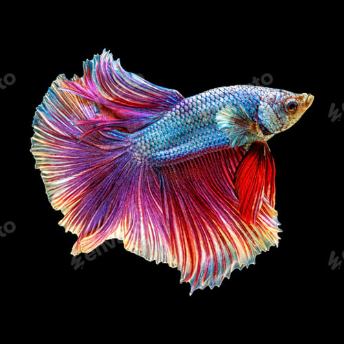 Preview: Movement beautiful of colorful siamese betta fish or half moon betta splendens fighting fish