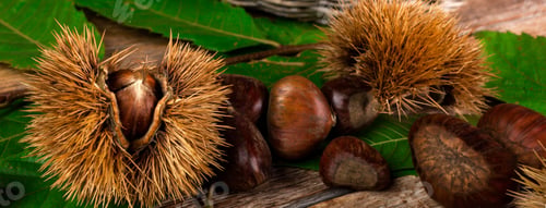 Preview: Chestnuts and chestnut bur.