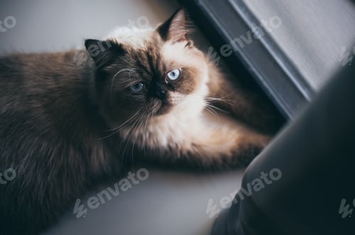 Preview: cat sitting alone and look out at the door, himalayan cat