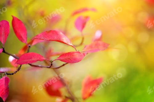 Preview: Beautiful autumn background is with the sprig of spindle tree (E