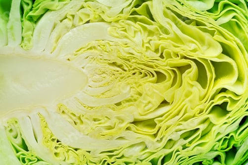 Preview: Close up background of cut cabbage. Leaves texture.
