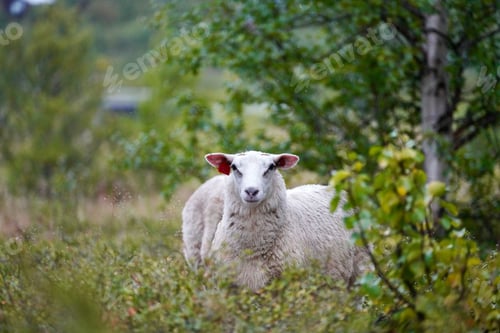 Preview: Sheep in a lush green forest