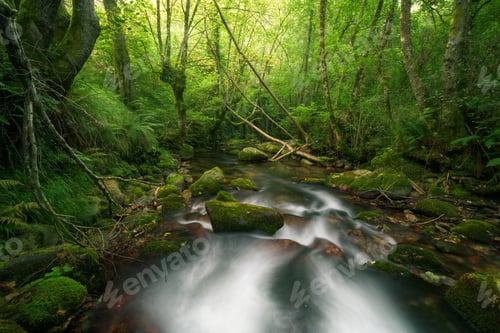 Preview: Intense spring greenery in the thicket of an oak forest crossed by a river