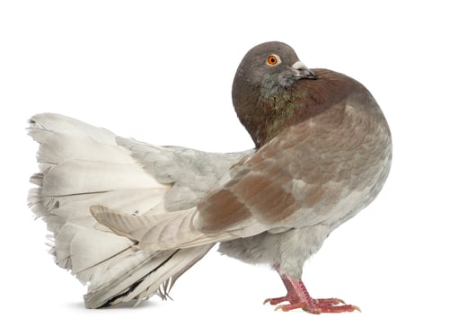 Preview: Side view of a Pigeon standing in front of white background