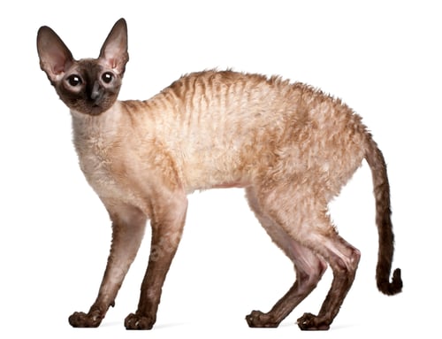 Preview: Cornish Rex cat, 14 months old, standing in front of white background