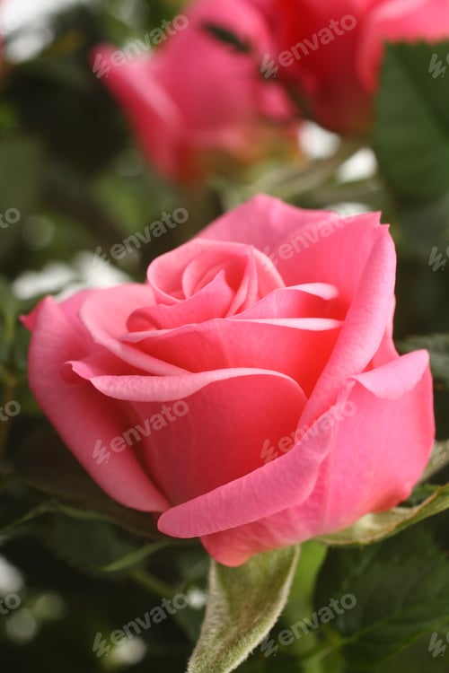 Preview: Beautiful pink rose