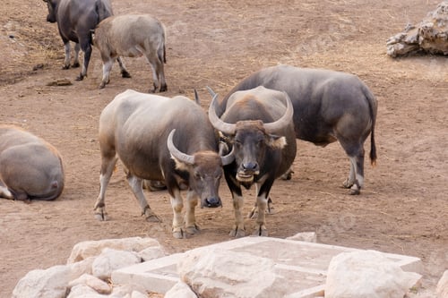 Preview: Bulls