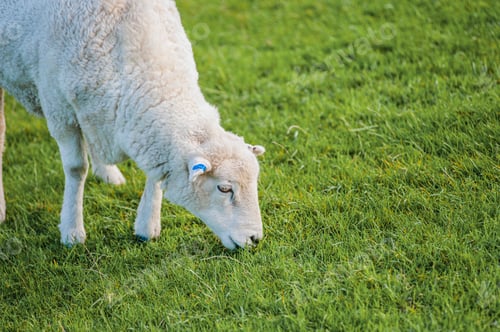Preview: New Zealand Sheep in a Field in Golden Bay, South Island, New Zealand