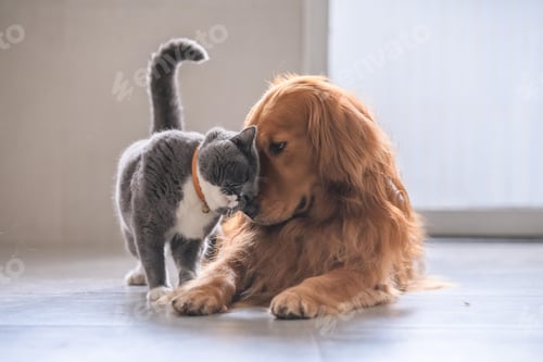 Preview: golden retriever, dog, pet, retriever