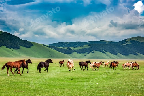 Preview: Wild horses in Castelluccio valley, Umbria, Italy