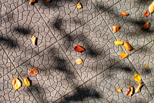 Preview: Small autumn leaves