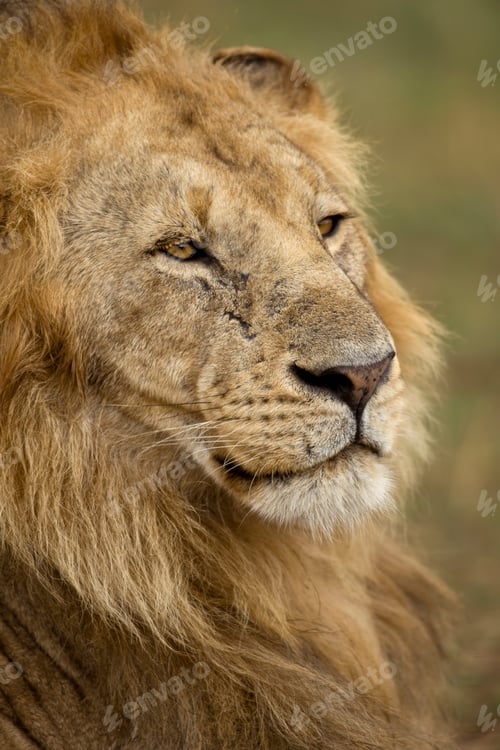 Preview: Close-up of Lion, Serengeti National Park, Serengeti, Tanzania, Africa