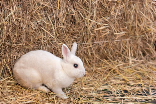 Preview: little rabbit on the hay
