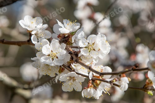 Preview: White flowers of the apricot tree. Spring flowering branches in the garden.