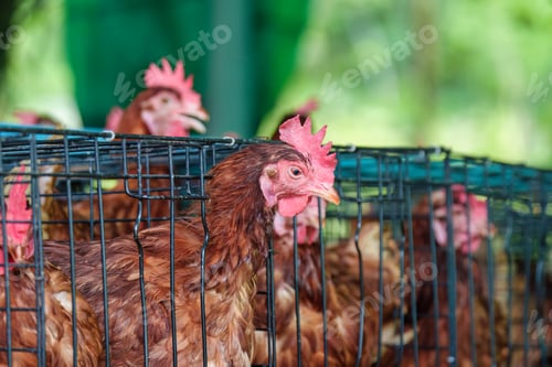 Preview: Chicken poultry farming for meat and eggs production in coop