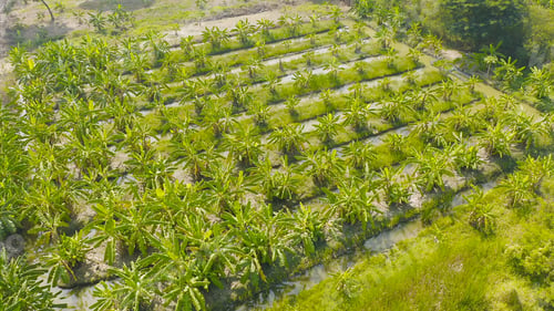 Preview: Lush green trees in tropical forest. Nature landscape background.